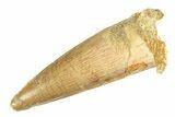 Fossil Spinosaurus Tooth - Real Dinosaur Tooth #266562-1